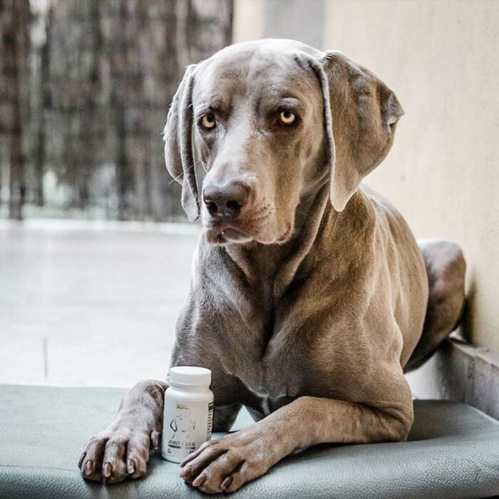SciPet Probiotiki za pse - 4*60 kosov - slika 2