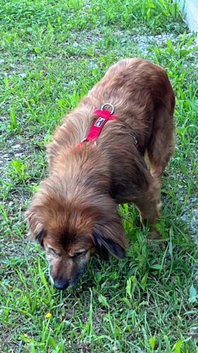 SciPet Probiotiki za pse - 3*60 kosov photo review