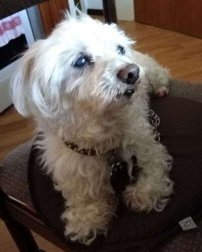 SciPet Probiotiki za pse - 60 kosov (s 20 % popustom) photo review