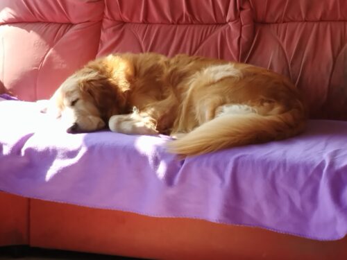 SciPet Probiotiki za pse - 60 kosov (s 20 % popustom) photo review