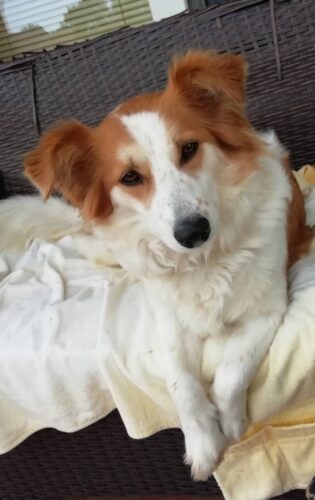 SciPet Probiotiki za pse - 60 kosov (s 20 % popustom) photo review